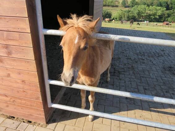 Pohlaďte a nakrmte zvířata z celého světa. Farma Soběhrdy u... | Regiony