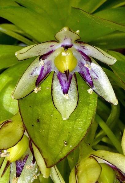 Obrázek - Eucomis bicolor (chocholatice dvoubarvá) | BioLib.cz