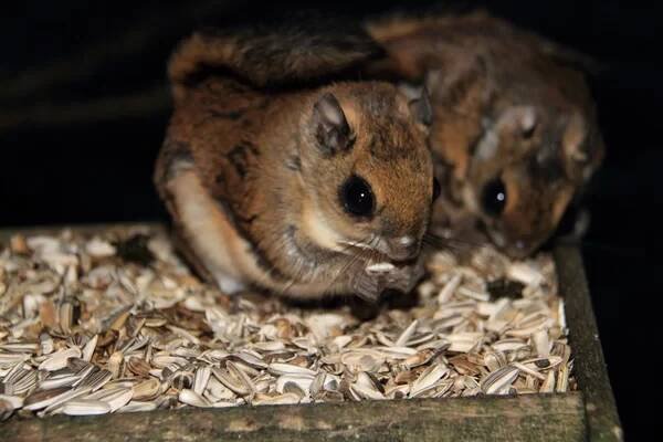 Japonský trpaslík poletucha (pteromys momonga) v Japonsku — Stock obrázek