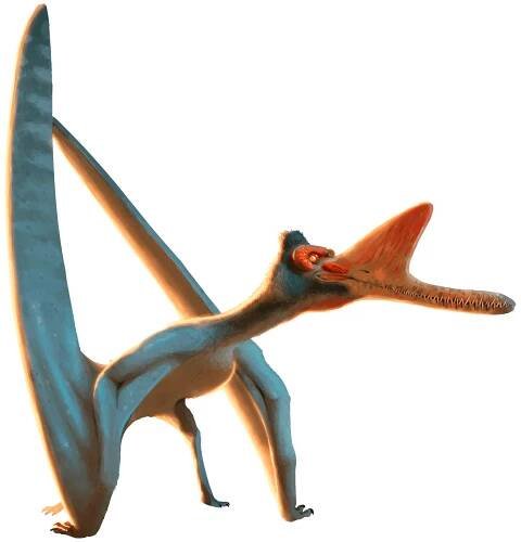 Zhenyuanopterus