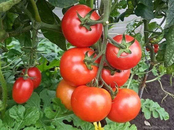 Lilek rajče Tipo F1 (Solanum lycopersicum)