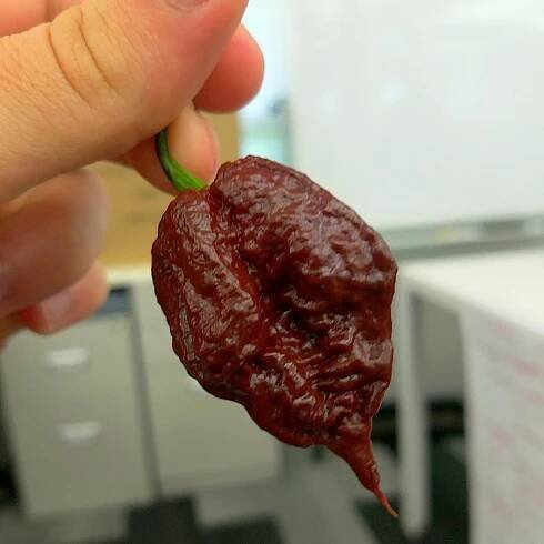 Chocolate Carolina Reaper Seeds - Pepper Joe's