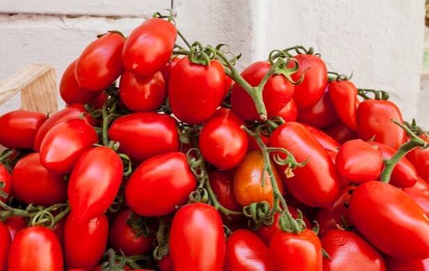 rajčata san marzano