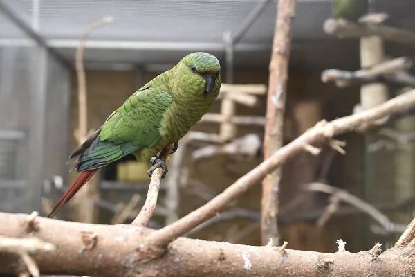V bošovické papouščí zoo se vylíhly desítky mláďat