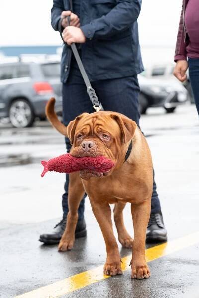 Turner a Hooch - Chlupy jsou věčné (E03) (2021)