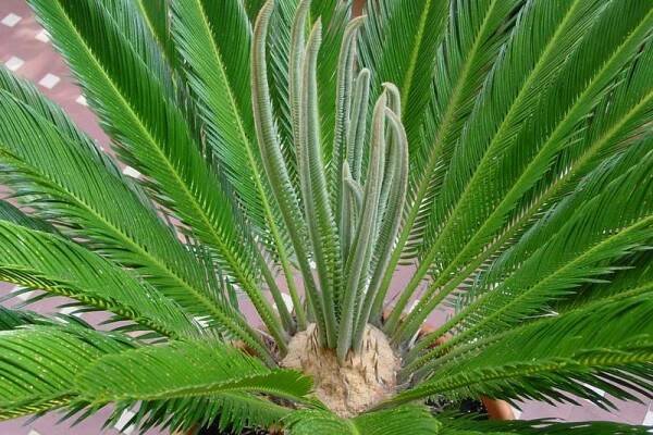 Cykas | Cycas revoluta