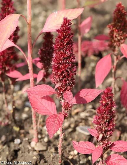 Amaranthus hybridus agg. – okruh laskavce rozkladitého
