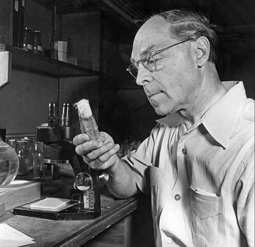 Hermann J. Muller examining a phial of fruit flies in his basement laboratory.