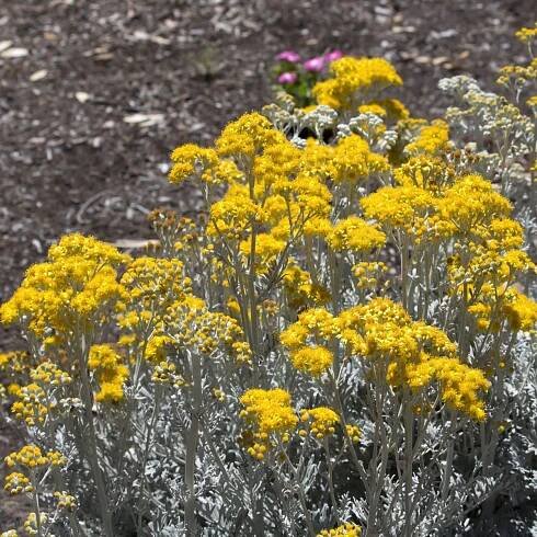 Starček přímořský – Cineraria maritima – prodej semen starčku