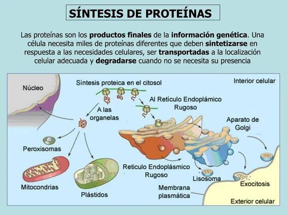 Esquema de síntesis de proteínas ¡Fotos & Guía 2024!