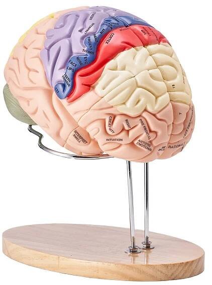 Model anatomický mozek 2:1 4-dílný pro výuku, barevný, označený