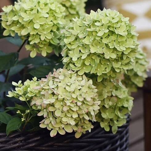 Hortenzie kytice Little Lime | P11 Barva květů bílá