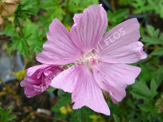 Sléz velkokvětý var.fastigiata - Malva alcea var.fastigiata