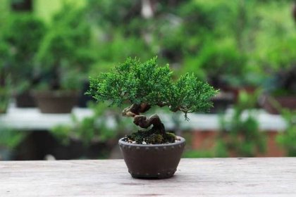 Péče o bonsaj - tipy a triky