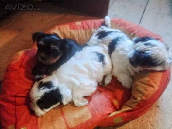 Štěňata Biewer Yorkshire Terrier na prodej - Dvůr Králové nad Labem (Trutnov), Prodám