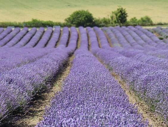 Levandulová farma Starovičky – kousek Provence na jihu Moravy | PrimaVylety.cz
