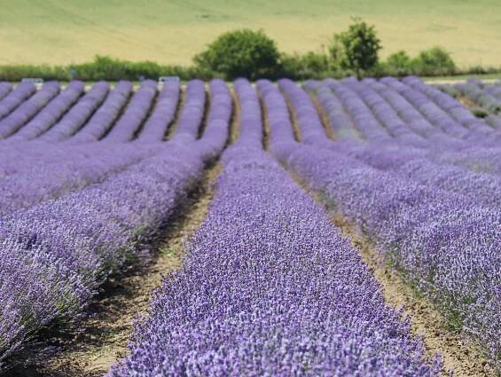 Levandulová farma Starovičky – kousek Provance na jihu Moravy | PrimaVylety.cz