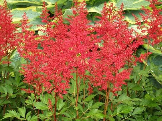 red fanal astilbe