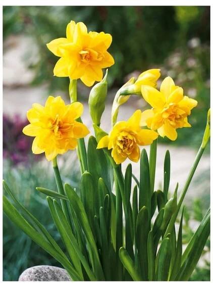 Narcis TETE BOUCLE