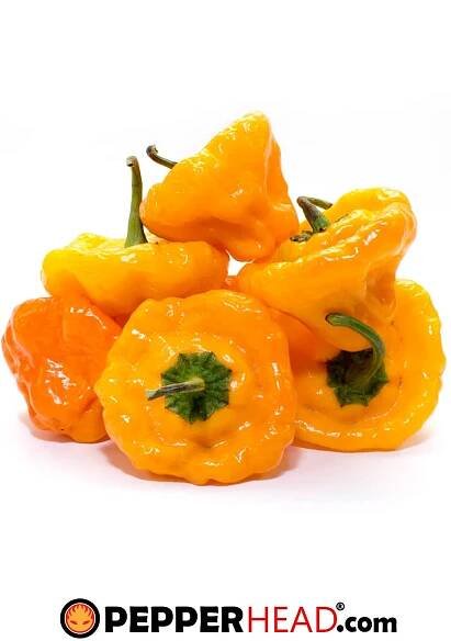 Scotch Bonnet
