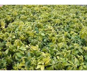 Sazenice Tlustonitník klasnatý - Pachysandra terminalis Květník o průměru 9 cm