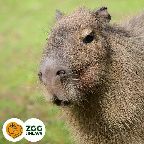 kapybara | E-shop Zoo Jihlava