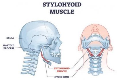 stylohyoidní sval s lidským krkem a hrdlem hyoidní kosti obrys diagram - jazylka stock ilustrace