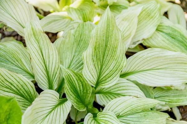 How to Grow & Care for White Feather Plaintain Lily (Hosta)