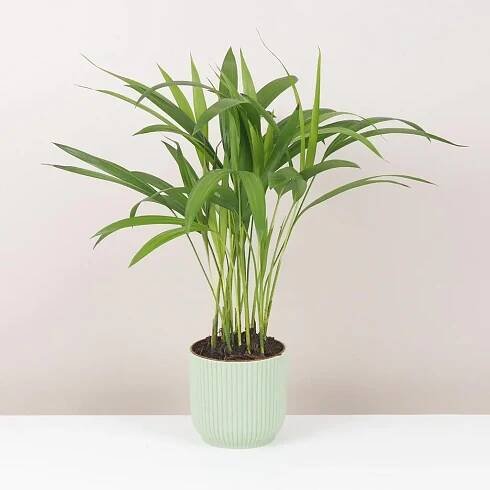 Areca Dypsis lutescens střední