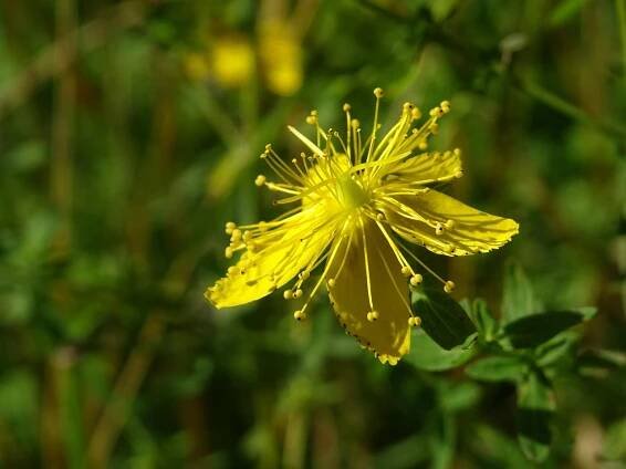 Třezalka Tečkovaná, Příroda, Hypericum