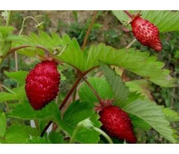 Jahodník obecný 'Alexandria'- Fragaria vesca var. semperflorens 'Alexandria' Balení: kontejner p9