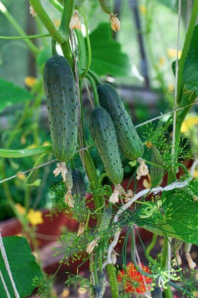 Companion Plants For Cucumbers To Reap Big Harvests