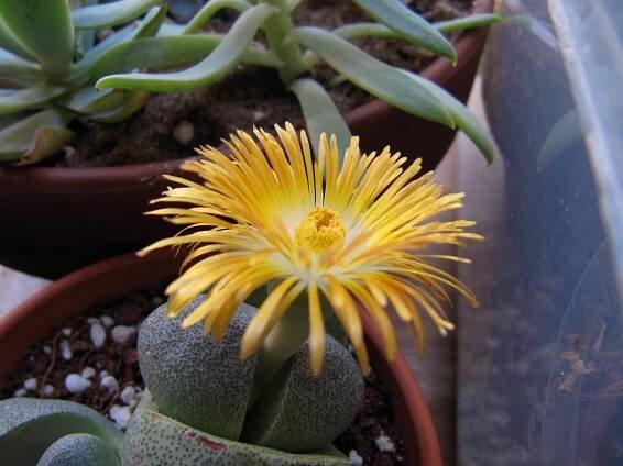 Pleiospilos nelii: péče, vlastnosti a pěstování podrobně