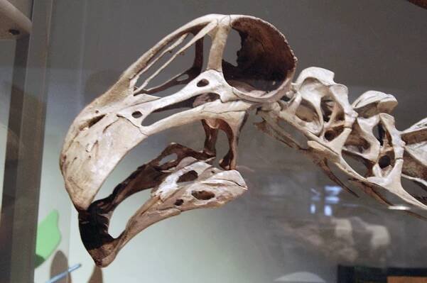 Rebbachisauridae – Wikipedia