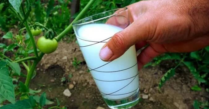 Ošetřete rajčata mléčnou výživou a zabráníte tak 99 % všech nemocí. Recept je jednoduchý: Jen mýdlo, voda a mléko