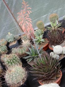 Kvetoucí kaktusy a sukulenty vystavují do pondělí v botanické zahradě v Táboře | Jižní Čechy Teď!