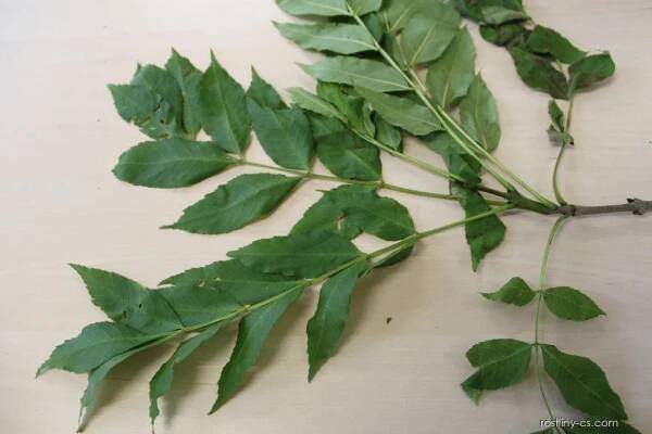 Jasan ztepilý - Fraxinus excelsior, listy