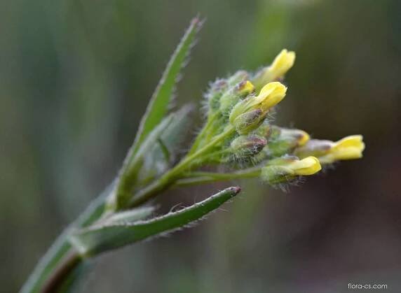 Atlas - fotogalerie: camelina microcarpa; 1