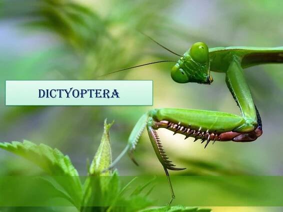 DICTYOPTERA
 