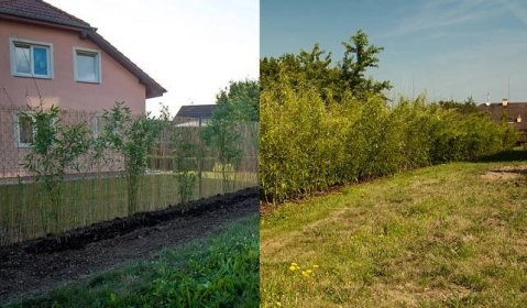 Živý plot za 2 roky - případová studie živého plotu bambusu | Bambusář.cz
