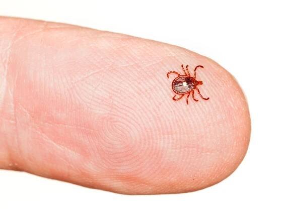 Lyme Disease FAQ: Health Info on Ticks and Lyme Disease