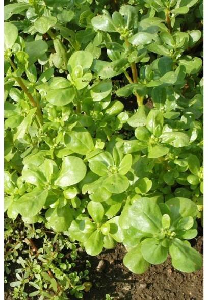 Šrucha zelná - GREEN PURSLANE - 0,4 g | Dobrasemena.cz