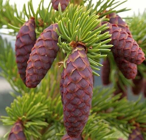 PICEA ENGELMANNII Parry ex Engelm. – smrk Engelmannův / smrek Engelmannov