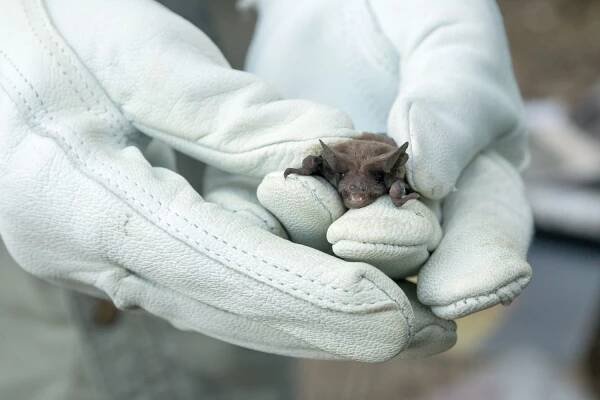Mexican Free-Tailed Bat