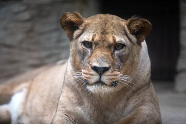Hůlka či Brožová zazpívají z olomoucké zoo. Koncert podpoří zahradu