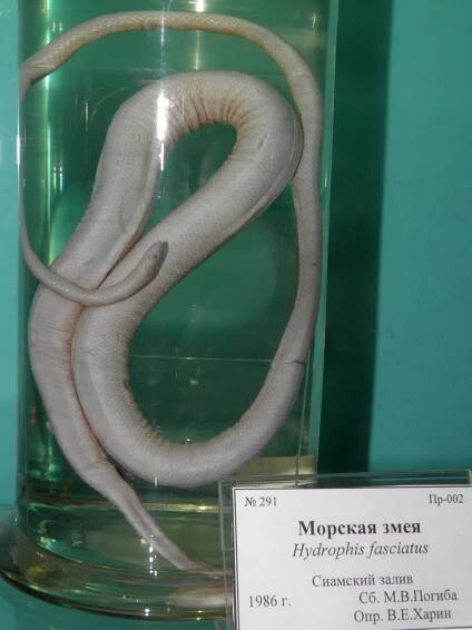 Hydrophis fasciatus