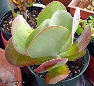 Kalanchoe thyrsiflora, Kalanchoe tetraphylla, Paddle Leaf, Flapjacks, Desert Cabbage
