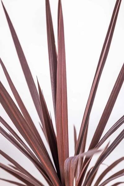 Dračinka, Cordyline australis Red Star, obal 17 cm, skladem | ZAZUMi.cz