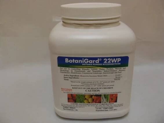 BotaniGard for aphid control