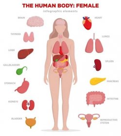 Lidské anatomie infografika prvky s nastavenou vnitřních orgánů izolované na bílém pozadí a umístěny do ženského těla. Pohlavní orgány ženy s dívka silueta a ikon po. — Stockový vektor